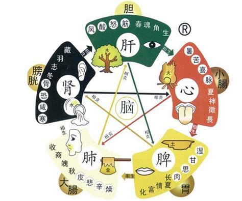 五行對應器官|【中醫小知識